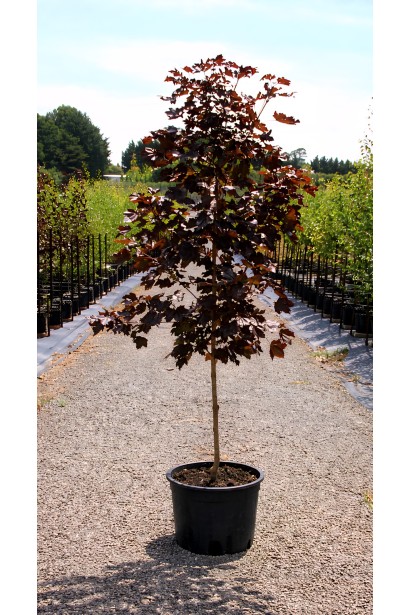 Клен гостролистий Крімсон Сентрі | Acer platanoides Crimson Sentry| Клён остролистный Кримсон Сентри 